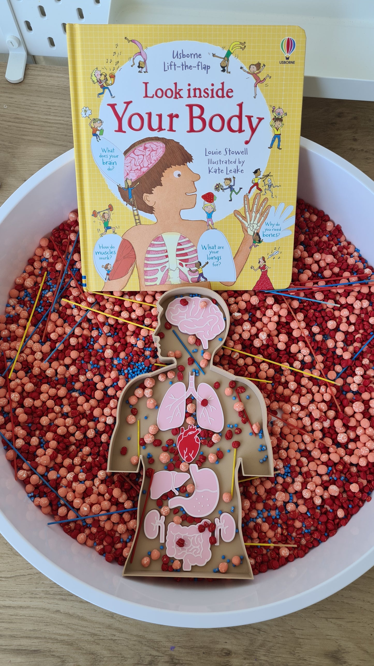 Tavă senzorială - Set Educațional Corp Uman