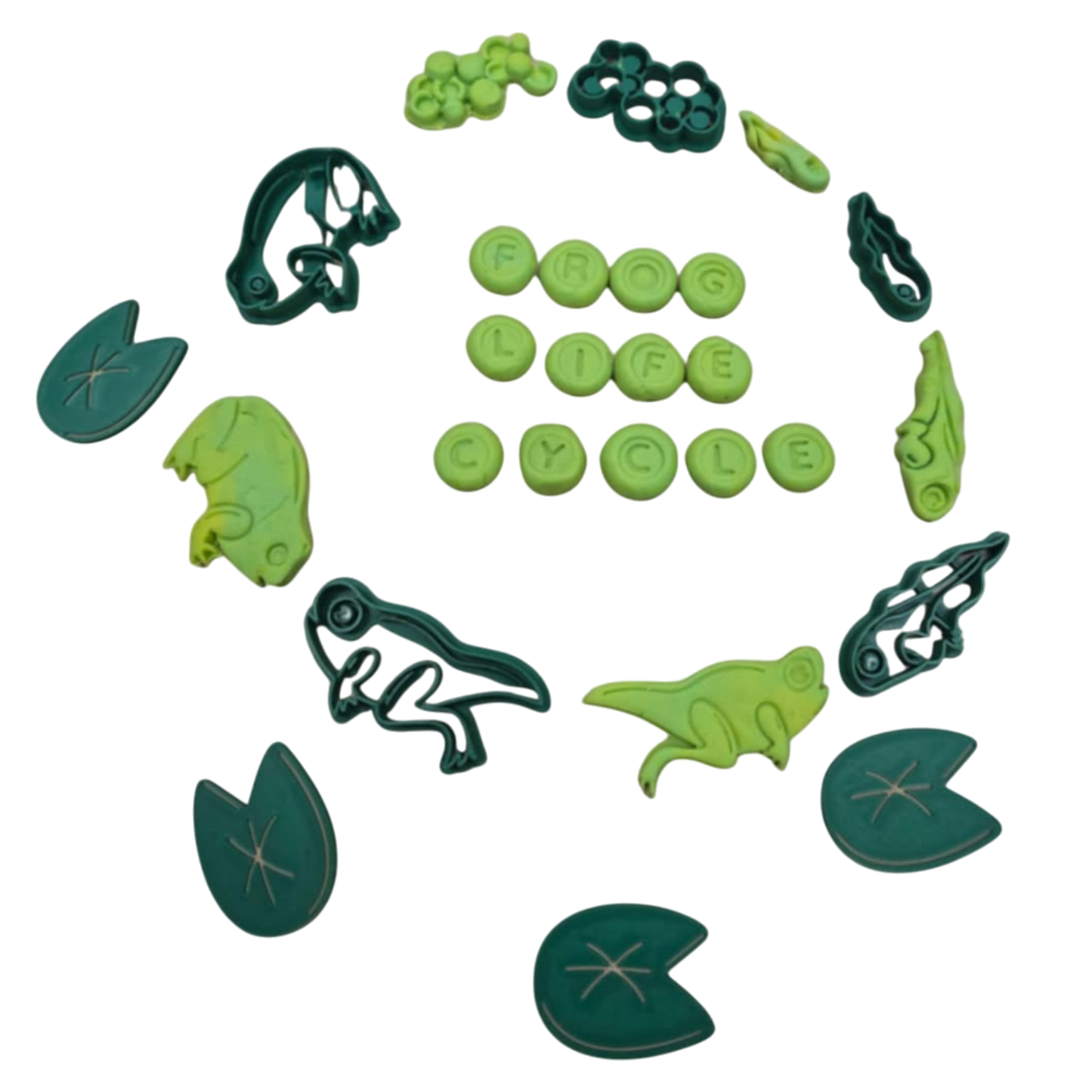 Decupatoare Ciclul de viata - Broscuta