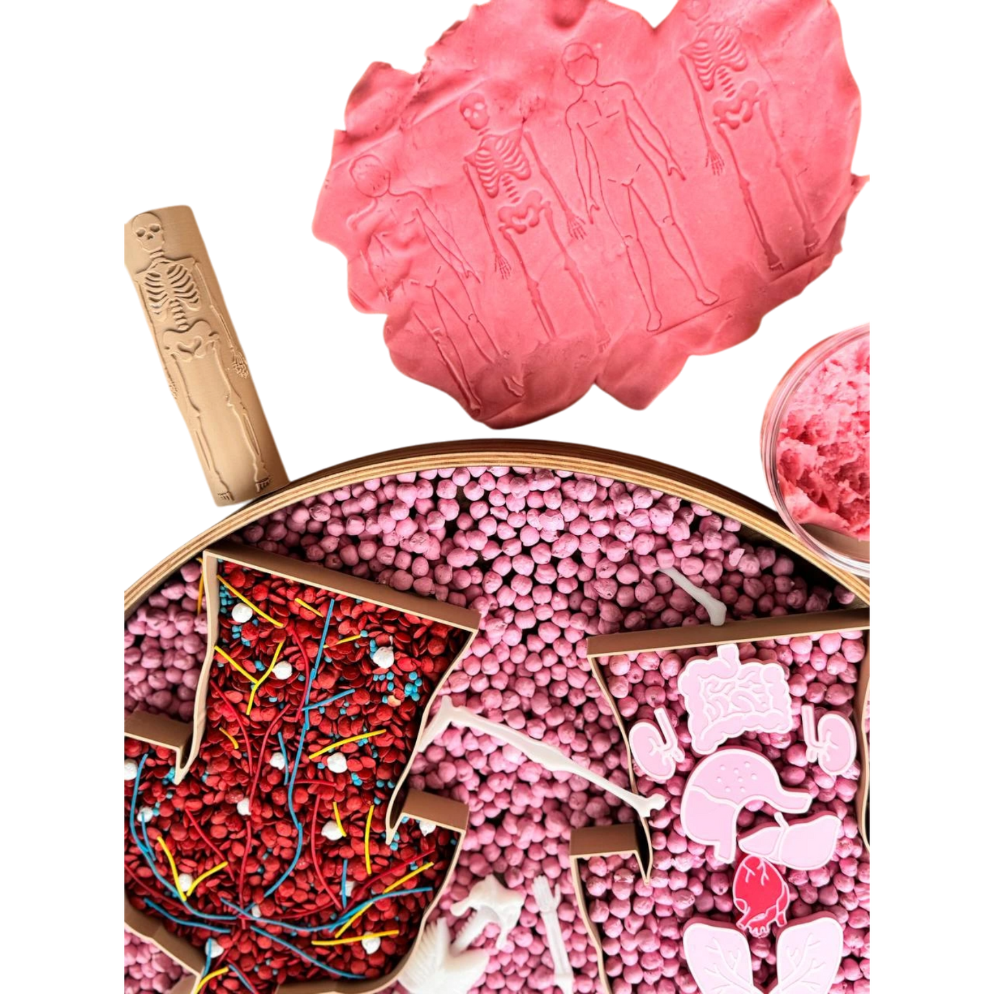 Rola Educațională: Corpul Uman și Scheletul