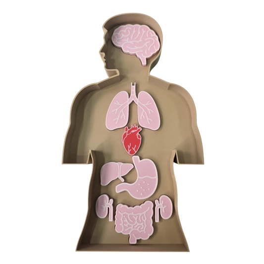 Tavă senzorială - Set Educațional Corp Uman