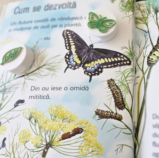 Cicluri de Viață – Ștampile Senzoriale | FLUTURE